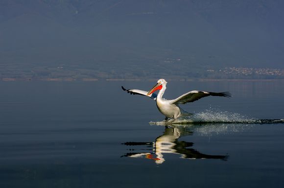 Kerkini Lake