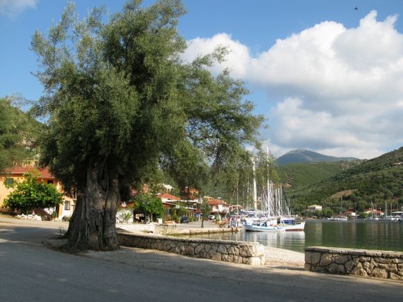 Ancient olive tree in Sivota